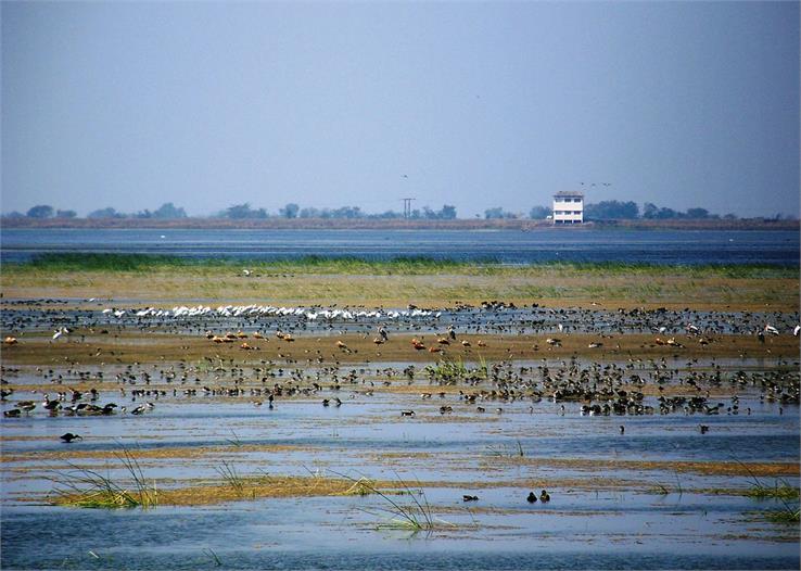 wadhwan wetland